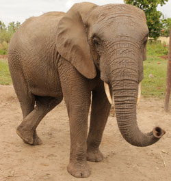 Eléphant